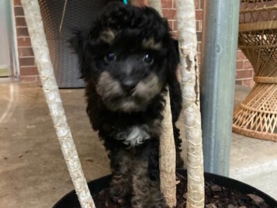 Phantom Poodle Puppy Male