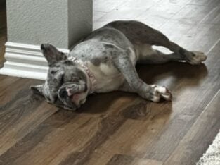 French Bulldog 1.5 years old $500 OBO