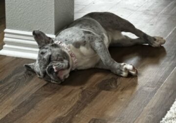 French Bulldog 1.5 years old $500 OBO