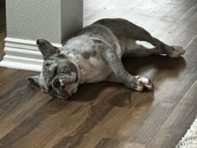 French Bulldog 1.5 years old $500 OBO