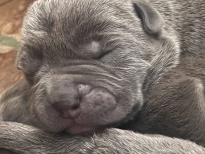 Mastiff bully mix. extra large breed