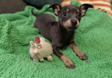 Chiweenies