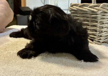 AKC puppies