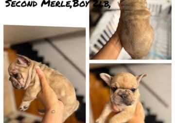 Selling Mini frenchies