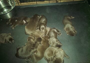 AKC Chocolate Labrador Retriever Puppies