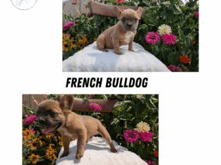 AKC FRENCH BULLDOG PUPS BORN MAY 07