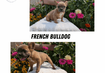 AKC FRENCH BULLDOG PUPS BORN MAY 07
