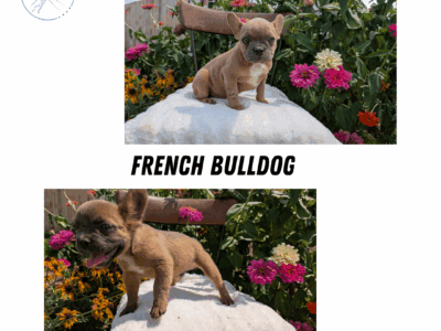 AKC FRENCH BULLDOG PUPS BORN MAY 07