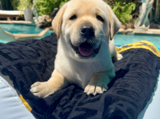 Brody AKC Yellow Lab