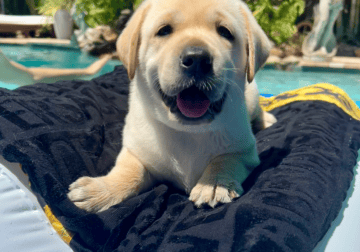 Brody AKC Yellow Lab