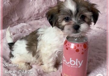Simba the Malshi (Maltese/Shih Tzu Purebred Cross)