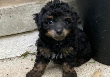Phantom Poodle Puppy