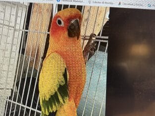 PARROTLETS BABIES AND SUN CONURES