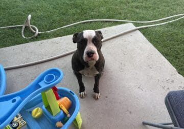 Good lovable dog