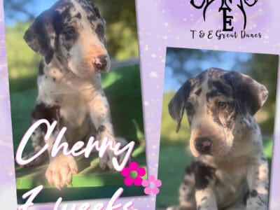 Great Dane Pups