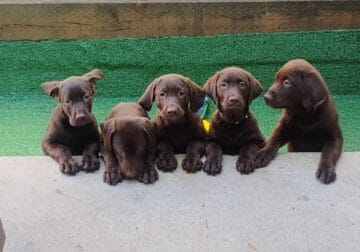 Chocolate Lab Puppys