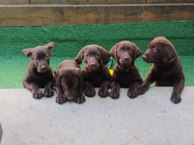 Chocolate Lab Puppys