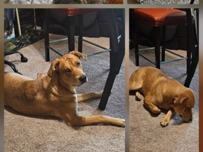 Free dog