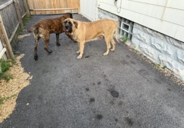 Mastiff