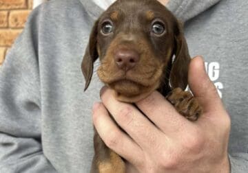 Chocolate and tan miniature dachshund
