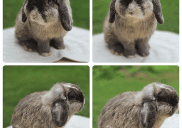 Holland lop