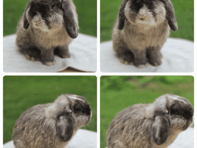 Holland lop