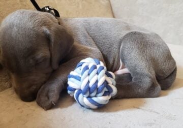 Weimaraner Puppies for Sale