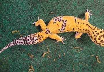 FEMALE LEOPARD GECKO