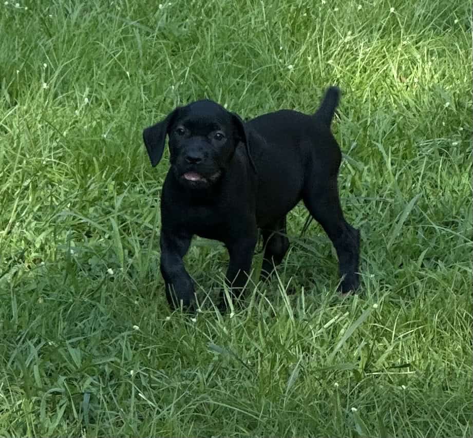 Cane Corso Puppies –13 Weeks Old image 2