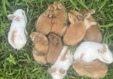 Baby Rabbits