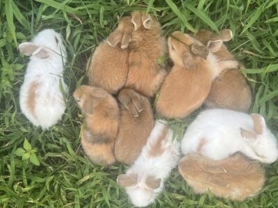 Baby Rabbits