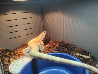 Beautiful Albino Argentine Tegu