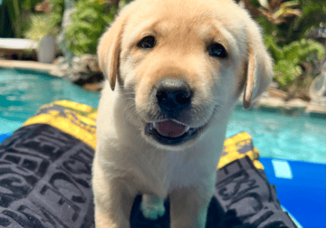Jackson AKC Yellow Lab