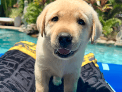 Jackson AKC Yellow Lab