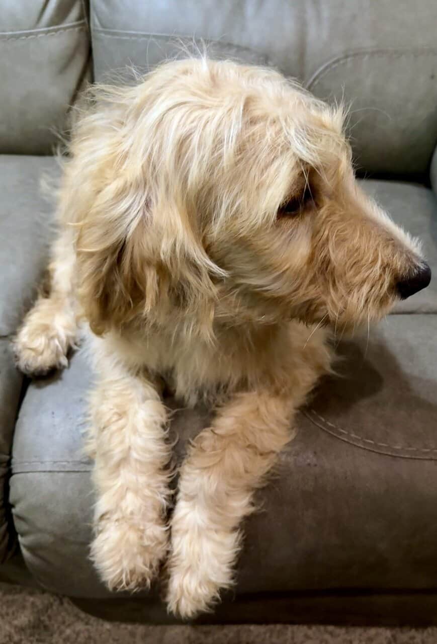 Goldendoodle Puppy - Golden Nugget image 6