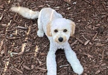 Mini Golden Doodle Puppy