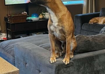 Enzo the dog