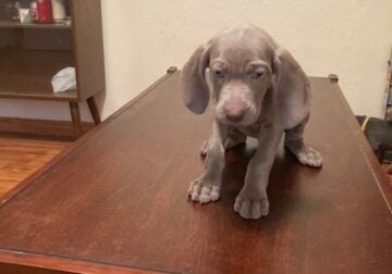 Puppies for Sale #5