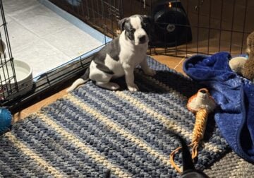Doggies