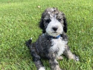 Bernedoodle Puppies