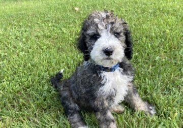 Bernedoodle Puppies