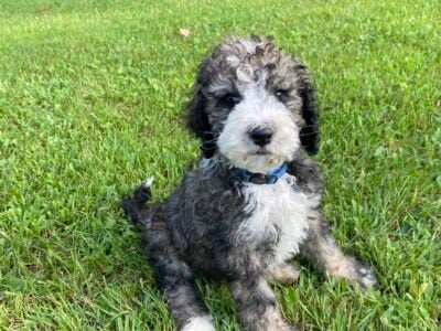 Bernedoodle Puppies