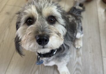 Odie the sweetest DoxieChon!