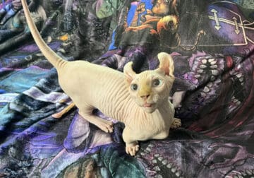 Lovable Dwelf Kittens – Back To School Special