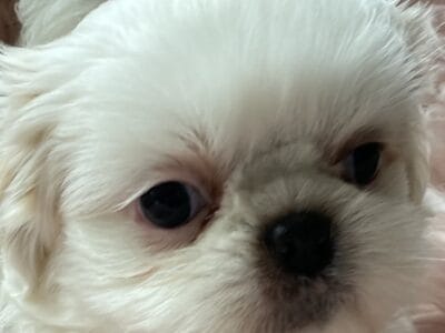 Shih tzu pup white with splash gold