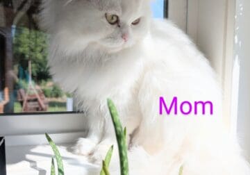 British Longhair Kittens