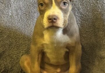 American bully
