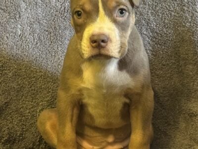 American bully