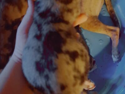 Catahoula pups