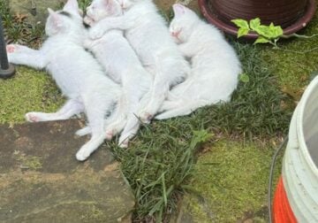 Free Kittens